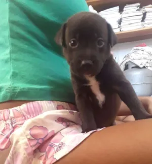 Cachorro raça Viralata idade Abaixo de 2 meses nome Nininha,Pretinho,