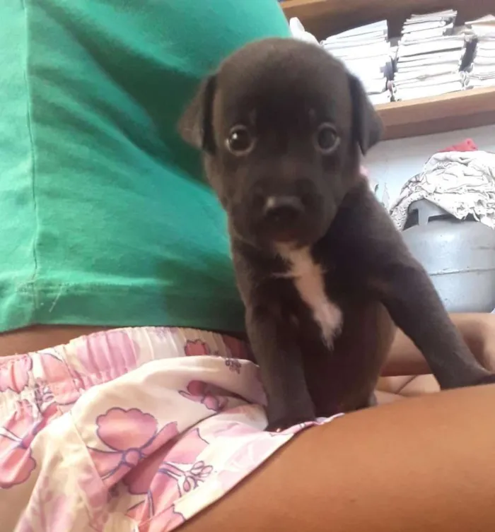 Cachorro ra a Viralata idade Abaixo de 2 meses nome Nininha,Pretinho,