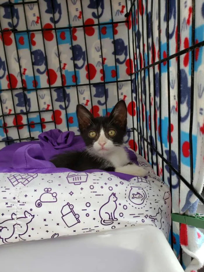 Gato ra a SRD idade 2 a 6 meses nome Otto