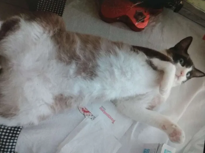 Gato ra a Srd idade 7 a 11 meses nome Vini