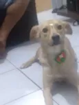 Bela