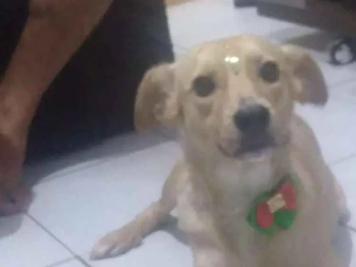 Cachorro ra a Srd idade 3 anos nome Bela