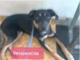 Drica