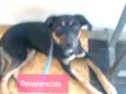 Drica