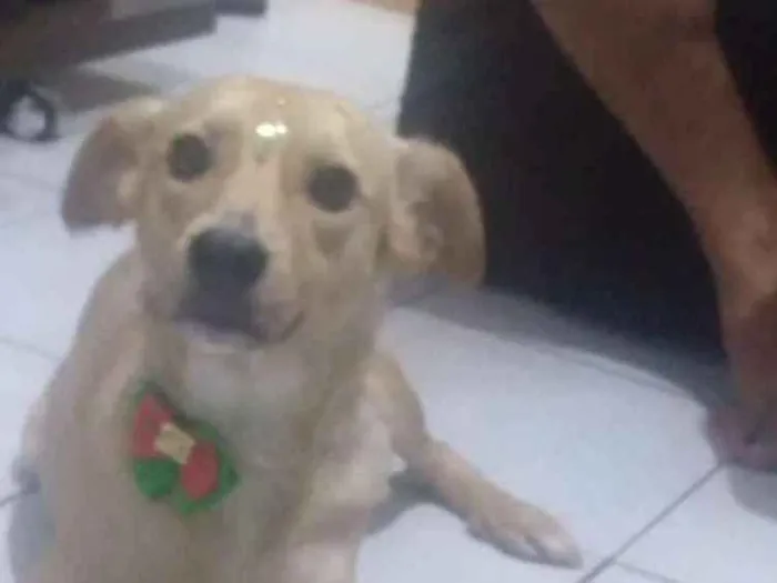 Cachorro ra a Srd idade 3 anos nome Bela