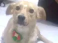 Bela