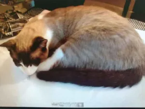 Gato raça Srd idade 7 a 11 meses nome Vini