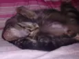 Mogli