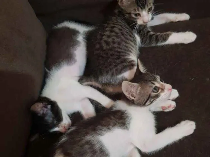 Gato ra a SRD idade 2 a 6 meses nome Gatinhos