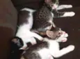 Gatinhos