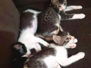 Gato raça SRD idade 2 a 6 meses nome Gatinhos