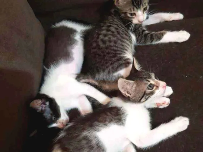 Gato ra a SRD idade 2 a 6 meses nome Gatinhos