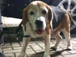 Cachorro raça beagle idade 6 ou mais anos nome Teló