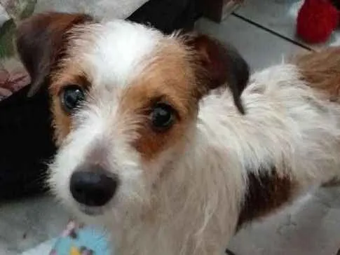 Cachorro ra a Paulistinha com bassepeluda idade 1 ano nome Sufia