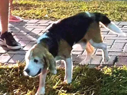 Cachorro raça beagle idade 6 ou mais anos nome Teló