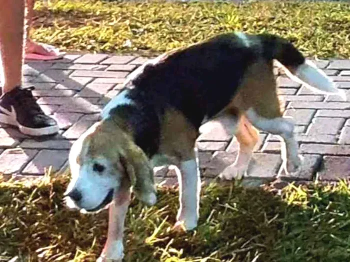 Cachorro ra a beagle idade 6 ou mais anos nome Teló