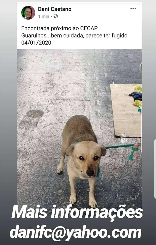 Cachorro ra a Srd idade 1 ano nome Não sei