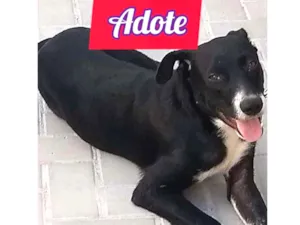 Cachorro raça Srd idade 1 ano nome Boria