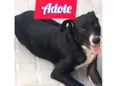 Cachorro raça Srd idade 1 ano nome Boria