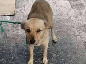 Cachorro raça Srd idade 1 ano nome Não sei