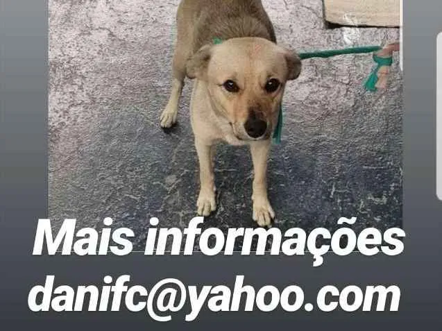 Cachorro ra a Srd idade 1 ano nome Não sei