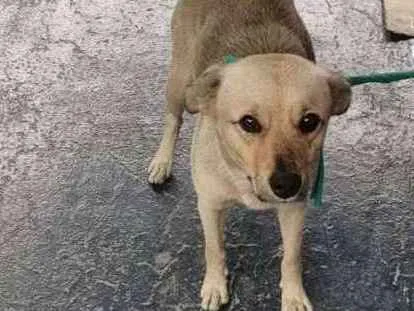 Cachorro ra a Srd idade 1 ano nome Não sei