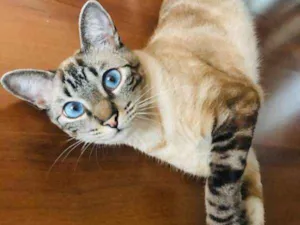 Gato raça SRD idade 2 anos nome Bebe