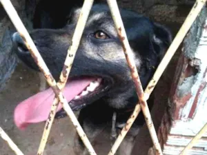 Cachorro raça Vira lata idade 1 ano nome Black