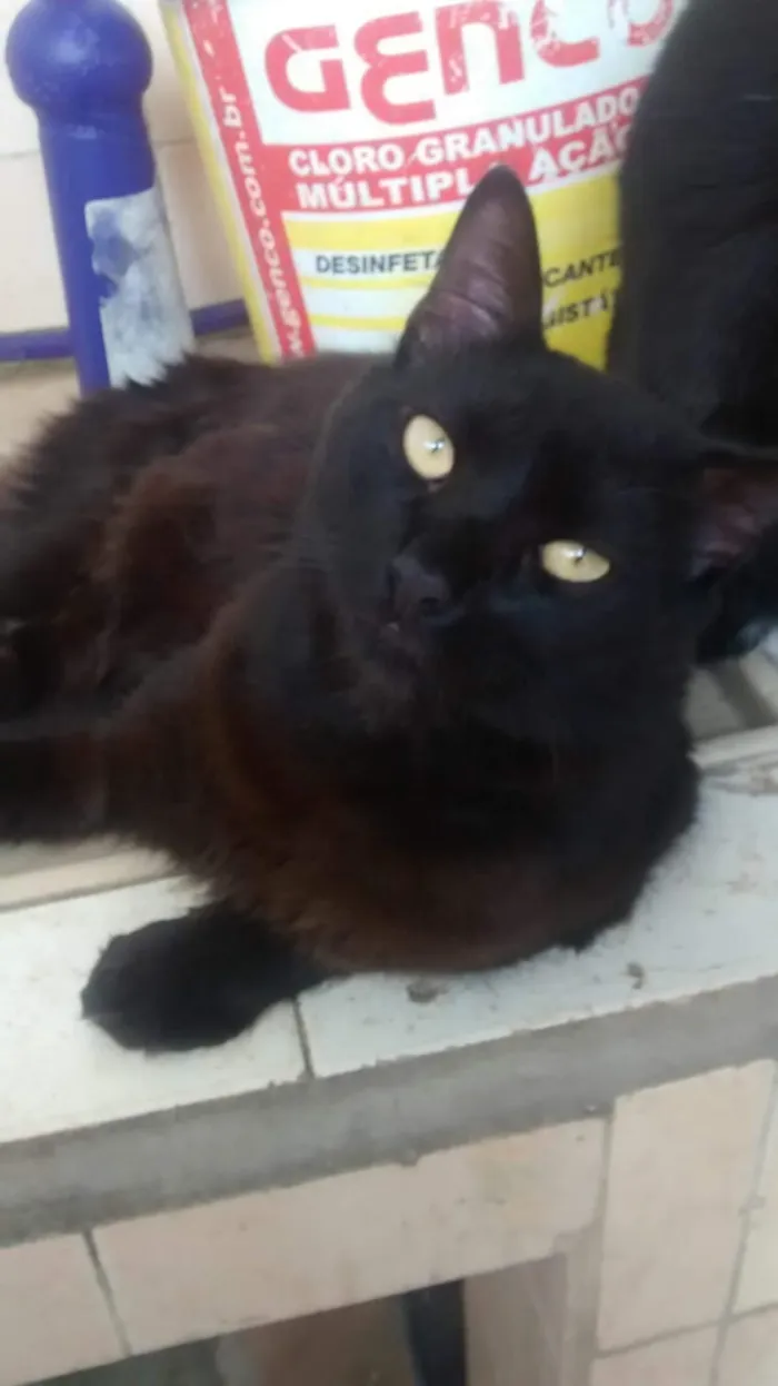 Gato ra a mestiço angora idade 2 anos nome pretinho