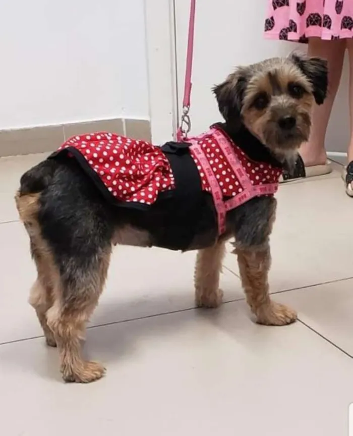 Cachorro ra a SRD idade 1 ano nome Molly