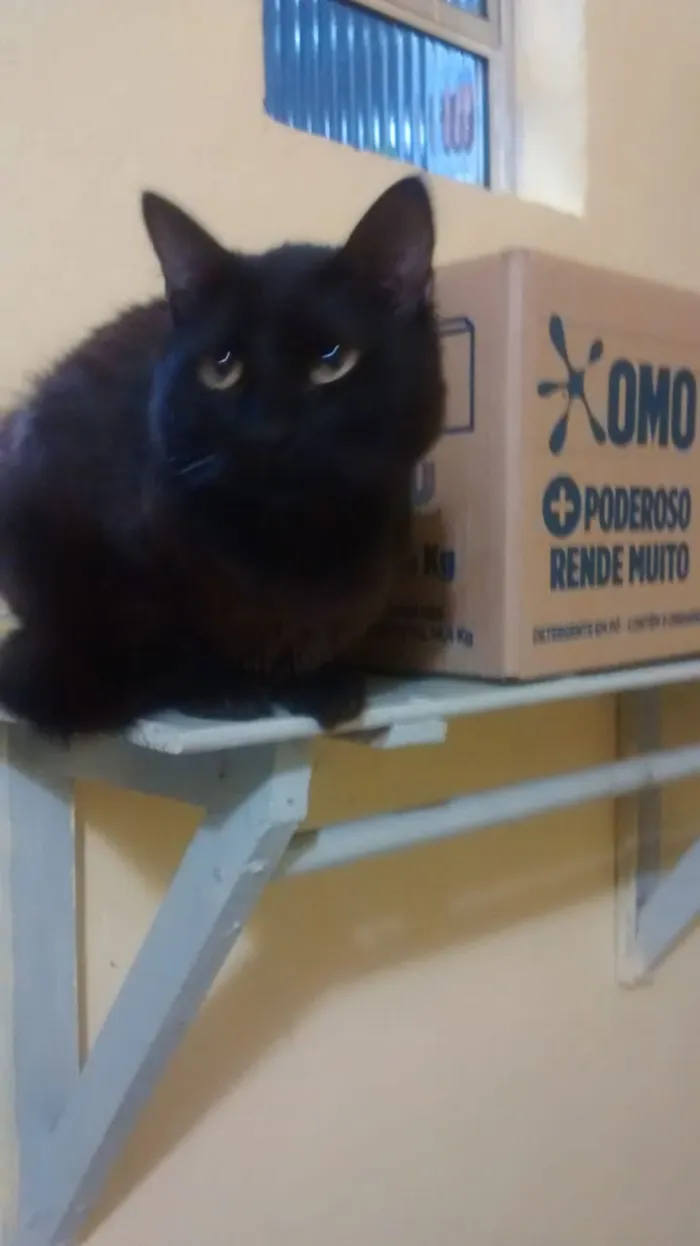 Gato ra a mestiço angora idade 2 anos nome pretinho