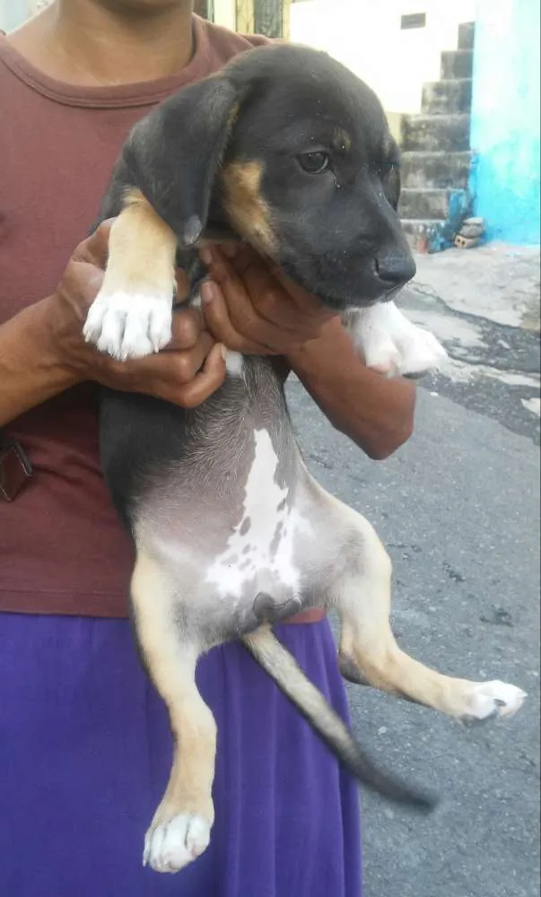 Cachorro raça SRD idade 2 a 6 meses nome Filhote sem nome 1