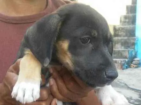 Cachorro raça SRD idade 2 a 6 meses nome Filhote sem nome 1