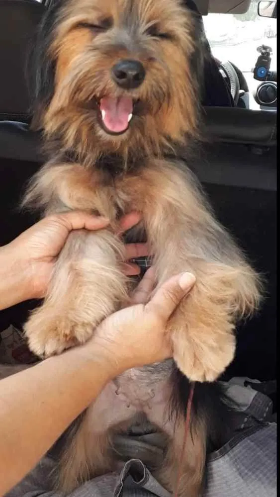 Cachorro ra a SRD idade 1 ano nome Molly