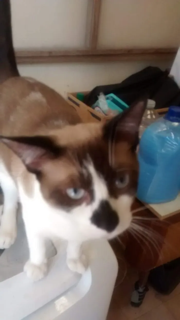 Gato ra a mestiço siâmes idade 2 anos nome dengozinho