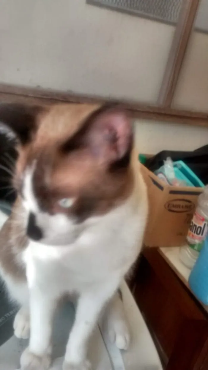 Gato ra a mestiço siâmes idade 2 anos nome dengozinho