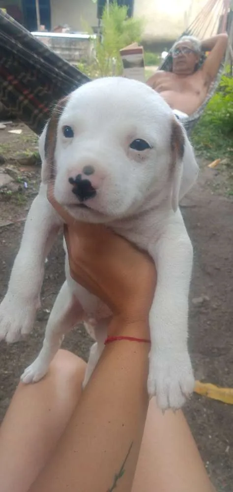 Cachorro raça Vira lata idade Abaixo de 2 meses nome Sem nomes