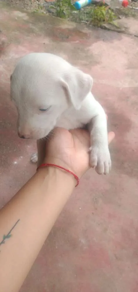 Cachorro raça Vira lata idade Abaixo de 2 meses nome Sem nomes