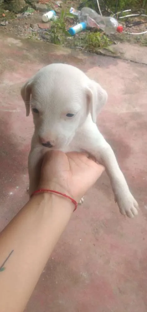 Cachorro raça Vira lata idade Abaixo de 2 meses nome Sem nomes