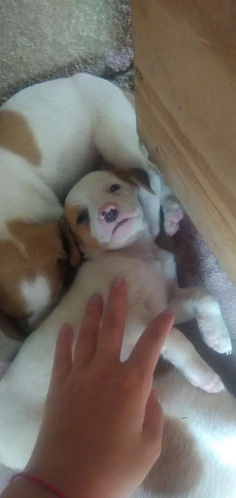 Cachorro raça Vira lata idade Abaixo de 2 meses nome Sem nomes
