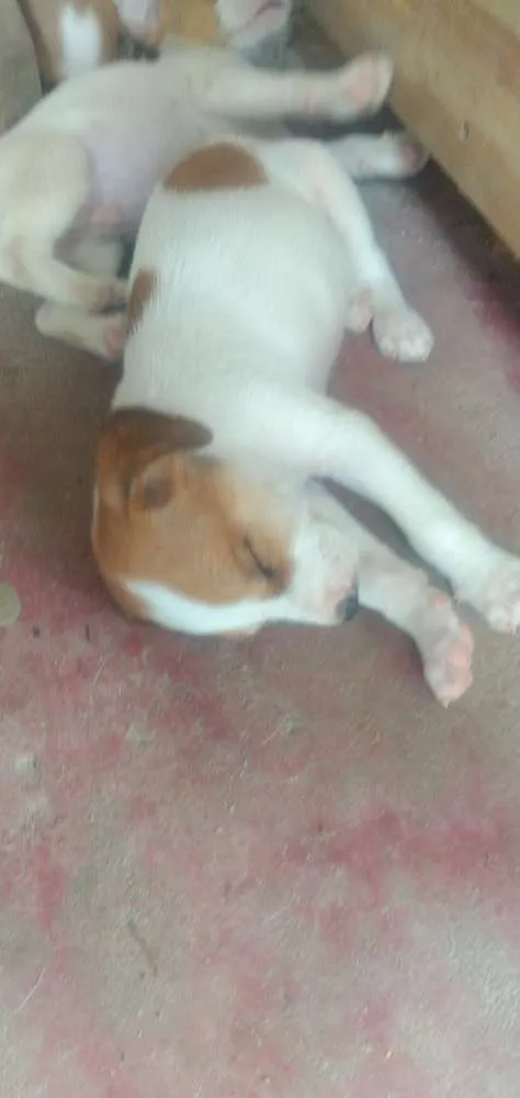 Cachorro raça Vira lata idade Abaixo de 2 meses nome Sem nomes