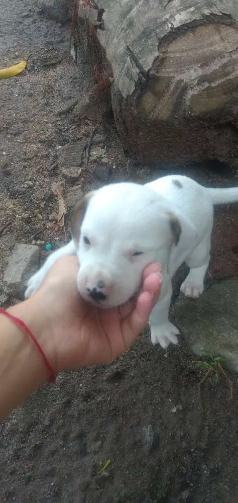 Cachorro raça Vira lata idade Abaixo de 2 meses nome Sem nomes
