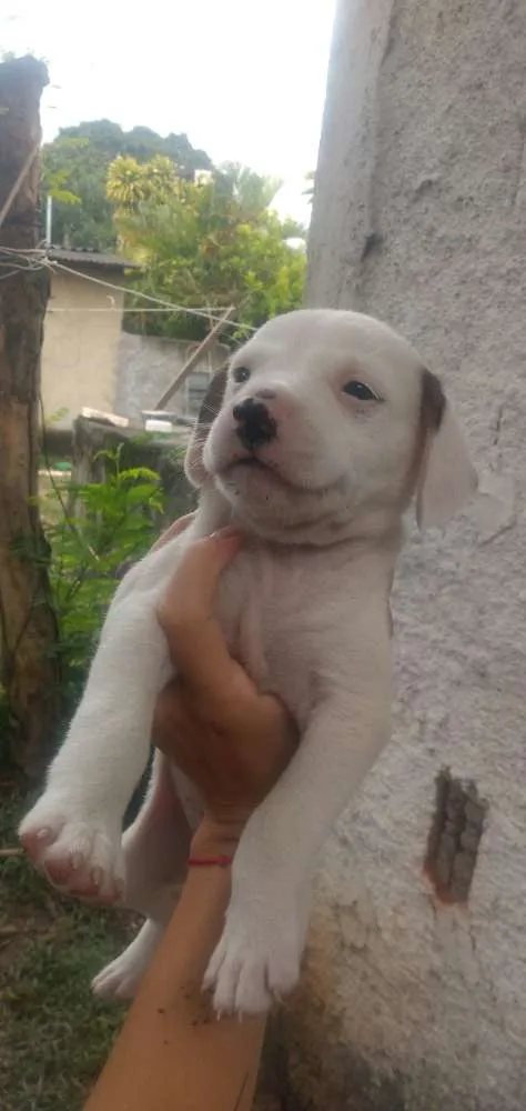 Cachorro raça Vira lata idade Abaixo de 2 meses nome Sem nomes