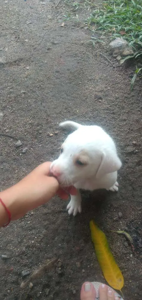 Cachorro raça Vira lata idade Abaixo de 2 meses nome Sem nomes