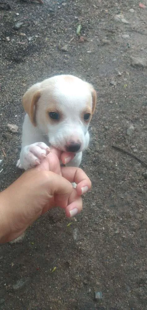 Cachorro raça Vira lata idade Abaixo de 2 meses nome Sem nomes