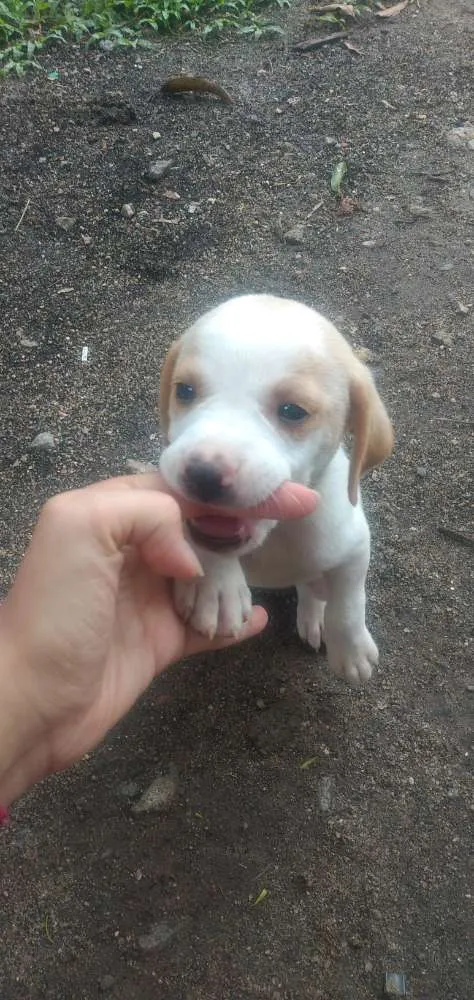 Cachorro raça Vira lata idade Abaixo de 2 meses nome Sem nomes