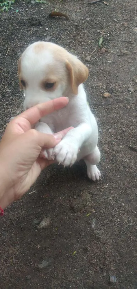 Cachorro raça Vira lata idade Abaixo de 2 meses nome Sem nomes
