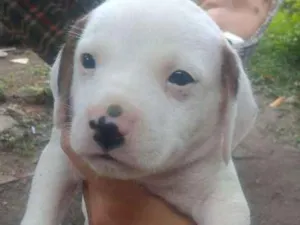 Cachorro raça Vira lata idade Abaixo de 2 meses nome Sem nomes
