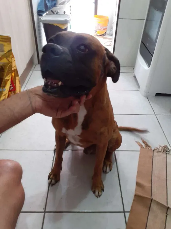 Cachorro ra a BOXER PURO idade 3 anos nome SPIKE