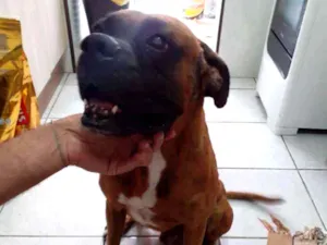 Cachorro raça BOXER PURO idade 3 anos nome SPIKE
